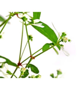 Zauberschnee 'Diamond Frost' 15 Zauberschnee 'Diamond Frost' -Garten im Freien 8823155 WE DE 003 EuphorbiaDiamondFrost