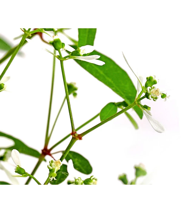 Zauberschnee 'Diamond Frost' 9 Zauberschnee 'Diamond Frost' – Bild 7