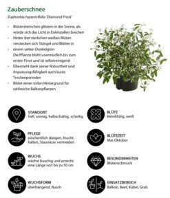 Zauberschnee 'Diamond Frost' 14 Zauberschnee 'Diamond Frost' -Garten im Freien 8823155 WE IG 001 EuphorbiaDiamondFrostT14