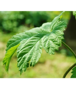 Echter Hopfen -Garten im Freien 8824245 WE DE 003 HumulusLupulusHopfenPixabay