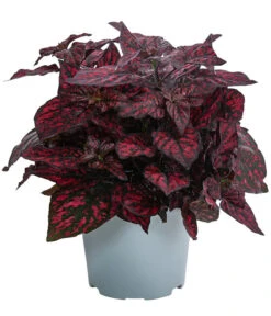 Punktblume 'Hippo', Verschiedene Sorten