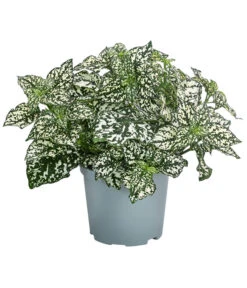 Punktblume 'Hippo', Verschiedene Sorten 12 Punktblume 'Hippo', Verschiedene Sorten -Garten im Freien 8824252 WE FS 003 HippoMixT12