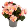 Begonie 'Cream Rose' -Garten im Freien 8824542 WE FS 001 HaengebegonieCreamRose