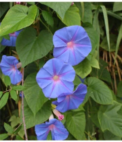 Prunkwinde 14 Prunkwinde -Garten im Freien 8824674 WE DE 001 IpomoeaTricolorSirsch