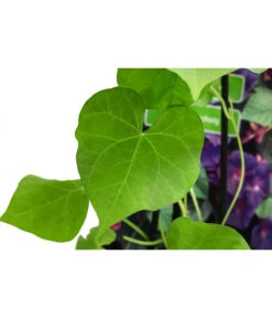 Prunkwinde 13 Prunkwinde -Garten im Freien 8824674 WE DE 001 PrunkwindeIpomoeaTricolorT13