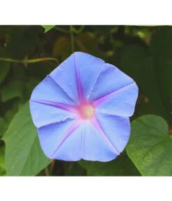 Prunkwinde 15 Prunkwinde -Garten im Freien 8824674 WE DE 003 IpomoeaTricolorSirsch