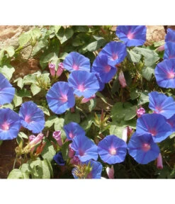 Prunkwinde 12 Prunkwinde -Garten im Freien 8824674 WE MO 001 IpomoeaTricolorPixabay