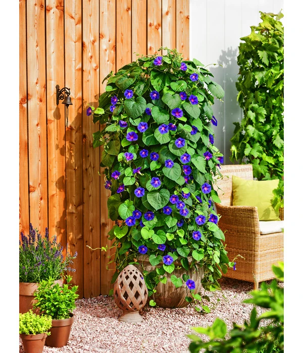 Prunkwinde 5 Prunkwinde – Bild 3