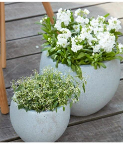 Zauberschnee 'Diamond Frost' 11 Zauberschnee 'Diamond Frost' -Garten im Freien 8826083 8823155 PR MO 001 LevkojeMatthiolaEuphorbiaDiamondFrostZauberschneeOlafSzcepaniak