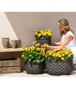 Studentenblume, Verschiedene Farben -Garten im Freien 8826323 8807091 8819146 8516635 WE MO 001 Studentenblume