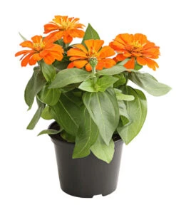 Zwergzinnie, Verschiedene Sorten -Garten im Freien 8826778 WE FS 001 ZwergzinnieZinniaElegansT13OrangeDehnerExpressHerzig