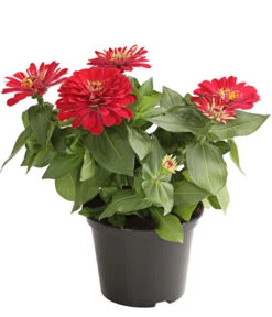 Zwergzinnie, Verschiedene Sorten -Garten im Freien 8826778 WE FS 001 ZwergzinnieZinniaElegansT13RotDehnerExpressHerzig