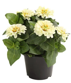 Zwergzinnie, Verschiedene Sorten -Garten im Freien 8826778 WE FS 001 ZwergzinnieZinniaElegansT13WeissDehnerExpressHerzig