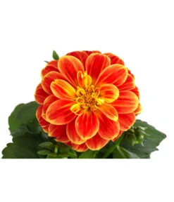 Zwergdahlie, Besonderheit -Garten im Freien 8829939 WE DE 002 ZwergdahlieBesonderheitT12