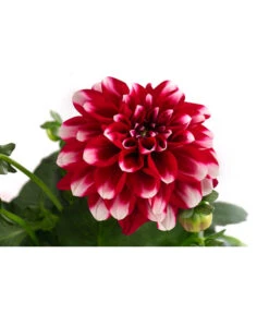 Zwergdahlie, Besonderheit -Garten im Freien 8829939 WE DE 003 ZwergdahlieBesonderheitT12