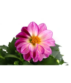 Zwergdahlie, Besonderheit -Garten im Freien 8829939 WE DE 004 ZwergdahlieBesonderheitT12