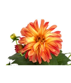 Zwergdahlie, Besonderheit -Garten im Freien 8829939 WE DE 005 ZwergdahlieBesonderheitT12