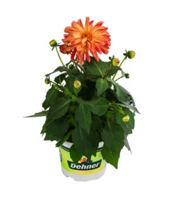 Zwergdahlie, Besonderheit -Garten im Freien 8829939 WE FS 005 ZwergdahlieBesonderheitT12