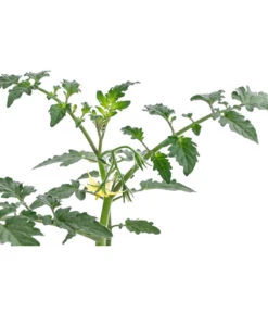 Zuckertomate, Orange 11 Zuckertomate, Orange -Garten im Freien 8830101 WE DE 003 ZuckertomateOrangeResistent