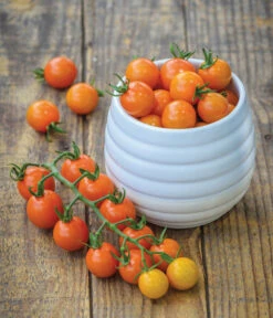 Zuckertomate, Orange 10 Zuckertomate, Orange -Garten im Freien 8830101 WE MO 002 Zuckertomate