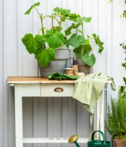 Schlangengurke 12 Schlangengurke -Garten im Freien 8830663 WE MO 002 Gurke CucurbitaePepoZucchiniGruen