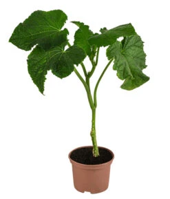 Garten im Freien -Garten im Freien 8830788 WE FS 001 Schlangengurke