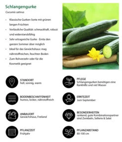Schlangengurke 13 Schlangengurke -Garten im Freien 8830788 WE IG 001 Schlangengurke