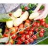 TomTato® Tomatenkartoffel -Garten im Freien 8832859 WE MO 0011 TomtatoTomoffel