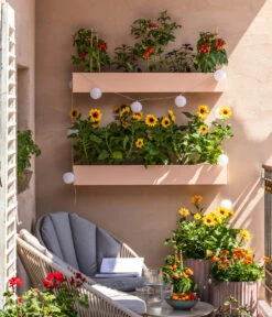 Pick-a-Tom® Cocktailtomate Mit Früchten, Rot -Garten im Freien 8838757 WE MO 001 SonnenbalkonPickaTom