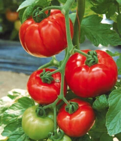 Tomate 'Garance' -Garten im Freien 8839169 WE MO 002 FleischtomateGarance