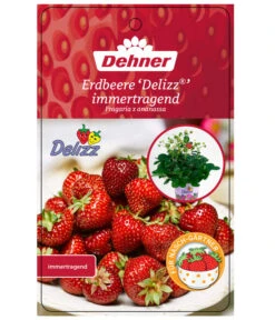 Erdbeere 'Delizz' -Garten im Freien 8840274 ErdbeereDelizzImmertragend Etikett 1
