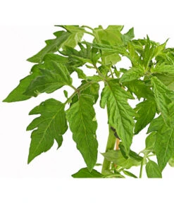 Bioland Fleischtomate 11 Bioland Fleischtomate -Garten im Freien 8842627 WE DE 001 BioFleischtomateT12DehnerExpressHerzig