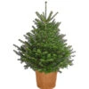 Nordmann-Tanne, B-Sortierung, Ca. 100-125 Cm, Im Topf Gewachsen 2 Nordmann-Tanne, B-Sortierung, Ca. 100-125 Cm, Im Topf Gewachsen -Garten im Freien 8995706 PR FS 002 AbiesNordmannianaNordmanntanne100 125Container8LiterBSortierungDehnerExpressHerzig