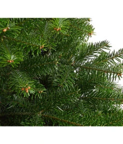 Nordmann-Tanne, B-Sortierung, Ca. 100-125 Cm, Im Topf Gewachsen -Garten im Freien 8995706 WE DE 001 AbiesNordmannianaNordmanntanne100 125Container8LiterBSortierungDehnerExpressHerzig