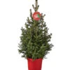 Weihnachtsbaum - Zwerg-Fichte 'Little Santa®' -Garten im Freien 8997280 PR FS 005 PiceaLittleSanta5L