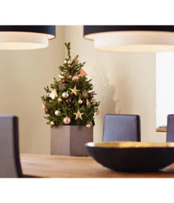 Weihnachtsbaum - Zwerg-Fichte 'Little Santa®' -Garten im Freien 8997280 PR MO 002 PiceaLittleSanta5L