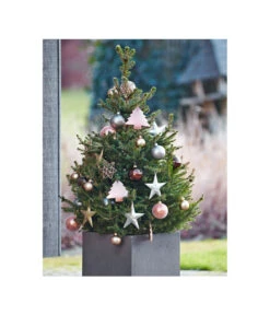Weihnachtsbaum - Zwerg-Fichte 'Little Santa®' -Garten im Freien 8997280 PR MO 005 PiceaLittleSanta5L