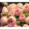 Edelrose - Noblesse® Spray Rose 'Lovely Rokoko®' 2 Edelrose - Noblesse® Spray Rose 'Lovely Rokoko®' -Garten im Freien LovelyRokoko2017