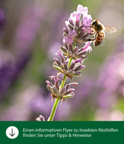 Dehner Natura Insektenhotel Flavia, Ca. B19/H28/T9 Cm -Garten im Freien WE IG FlyergrafikDehnerNaturaInsektenhotelsNisthilfen 4