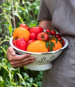 Tomate 'Garance' -Garten im Freien WE MO 001 Ernte Tomate 05